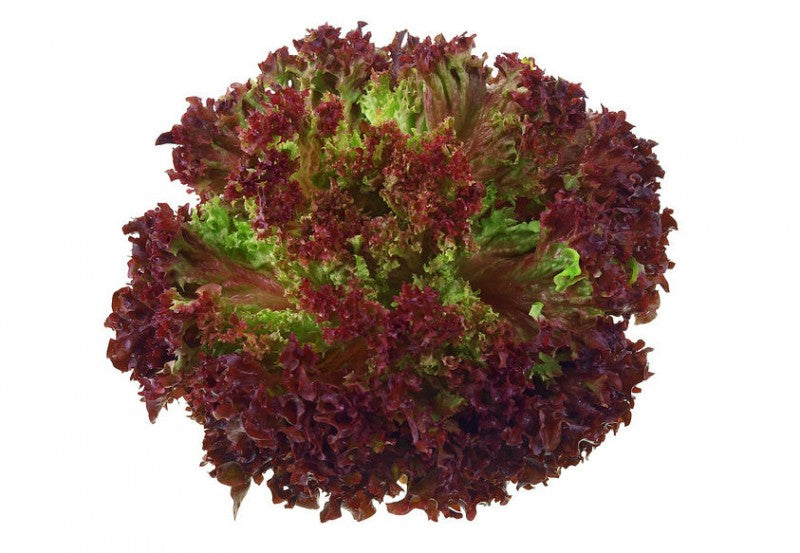 Šalát Lollo Rosso. / 1ks